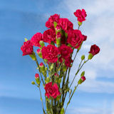 Burgundy Mini Carnations